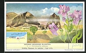 Seller image for Sammelbild Liebig, Atacama, Weinig bekende planten, Alstroemeria Violacea, Landkarte mit Stillem O. for sale by Bartko-Reher