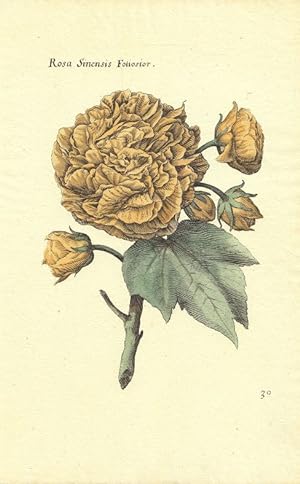 Rosa Sinensis Foliosior. Altkolorierter Kupferstich, 17. Jahrhundert. Blattgröße: 28,8 x 19 cm.