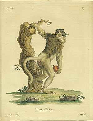 Simia Nasica. - Langnasiger Affe. Altkolorierter Kupferstich von Bock nach de Seve, um 1840.Größe...