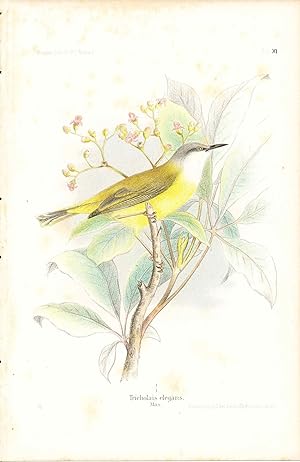 Imagen del vendedor de Bird print - Tricholais elegans (Plate XI ONLY) from Ornithologie Nordost-Afrika's a la venta por The Kelmscott Bookshop, ABAA