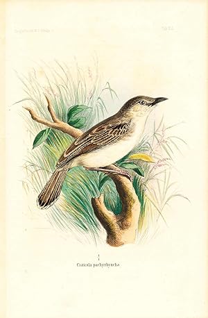 Bild des Verkufers fr Bird print - Cisticola pachyrhyncha (Plate VII ONLY) from Ornithologie Nordost-Afrika's zum Verkauf von The Kelmscott Bookshop, ABAA