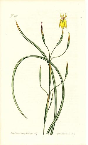 Seller image for Plate No. 1045 - Moraea Bituminosa. Yellow-Flowered Clammy Moraea - from Curtis's Botanical Magazine, Volume XXVI (botanical print) for sale by The Kelmscott Bookshop, ABAA