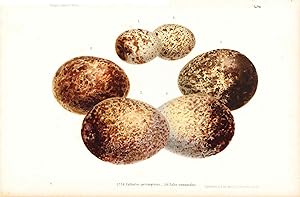 Bild des Verkufers fr Egg print - Includes 6 eggs - Cathartes perenopterus / Falco tinnunculus (Plate XLIII? ONLY) from Ornithologie Nordost-Afrika's zum Verkauf von The Kelmscott Bookshop, ABAA