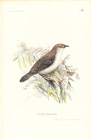 Bild des Verkufers fr Bird print - Cisticola Cineraseens (Plate IX ONLY) from Ornithologie Nordost-Afrika's zum Verkauf von The Kelmscott Bookshop, ABAA