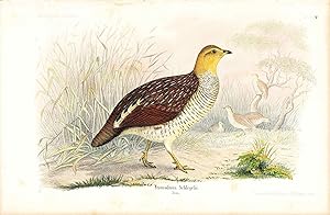 Bird print - Francolinus Schlegelii (Plate XXXV ONLY) from Ornithologie Nordost-Afrika's