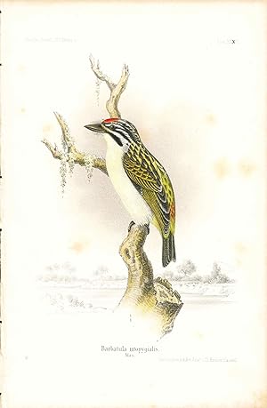 Bild des Verkufers fr Bird print - Barbatula uropygialis (Plate XXXIII ONLY) from Ornithologie Nordost-Afrika's zum Verkauf von The Kelmscott Bookshop, ABAA