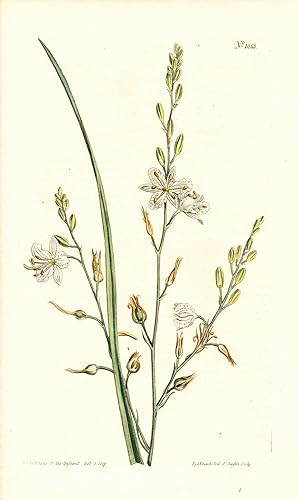 Plate No. 1055 - Phalangium Ramosum. Branching Spider-Wort - from Curtis's Botanical Magazine, Vo...