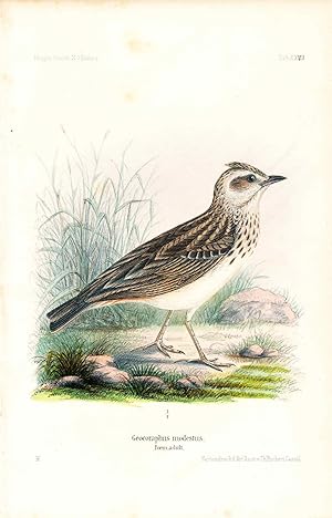 Imagen del vendedor de Bird print - Geocoraphus modestus (Plate XXVII ONLY) from Ornithologie Nordost-Afrika's a la venta por The Kelmscott Bookshop, ABAA