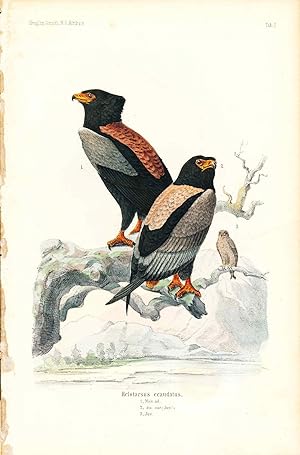 Bild des Verk�ufers f�r Bird print - Helotarsus ecaudatus (Plate II ONLY) from Ornithologie Nordost-Afrika's zum Verkauf von The Kelmscott Bookshop, ABAA