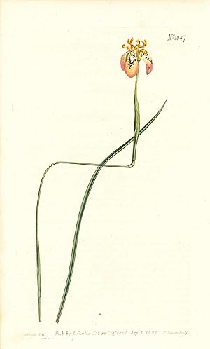 Plate No. 1047 - Moraea Tenuis. Brown-Flowered Moraea - from Curtis's Botanical Magazine, Volume ...