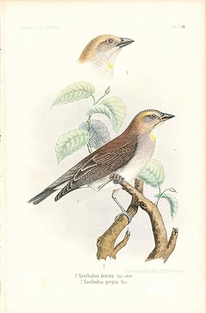 Bild des Verk�ufers f�r Bird print - Xanthodina denta and pyrigita (Plate XXVI ONLY) from Ornithologie Nordost-Afrika's zum Verkauf von The Kelmscott Bookshop, ABAA