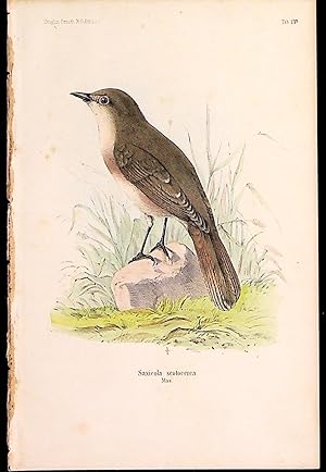 Bild des Verkufers fr Bird print - Saxicola scotocerca (Plate XIV ONLY) from Ornithologie Nordost-Afrika's zum Verkauf von The Kelmscott Bookshop, ABAA