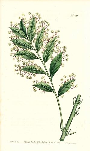 Seller image for Plate No. 1021 - Xylophylla Latifolia. Broad-Leaved Xylophylla - from Curtis's Botanical Magazine, Volume XXVI (botanical print) for sale by The Kelmscott Bookshop, ABAA