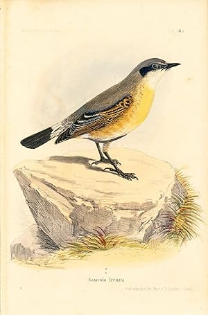 Bild des Verkufers fr Bird print - Saxicola frenata (Plate XIII ONLY) from Ornithologie Nordost-Afrika's zum Verkauf von The Kelmscott Bookshop, ABAA