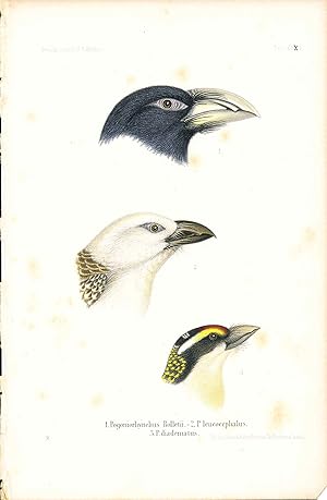 Bild des Verk�ufers f�r Bird print - Pogoniorhynchus Rolletii, P. leucocephalus, and P. diadematus (Plate XXXII ONLY) from Ornithologie Nordost-Afrika's zum Verkauf von The Kelmscott Bookshop, ABAA