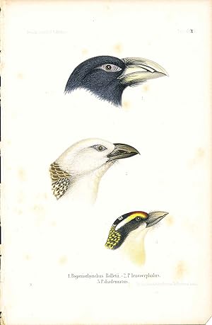 Imagen del vendedor de Bird print - Pogoniorhynchus Rolletii, P. leucocephalus, and P. diadematus (Plate XXXII ONLY) from Ornithologie Nordost-Afrika's a la venta por The Kelmscott Bookshop, ABAA