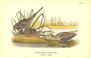 Bird print - Wilson's Snipe - Common Snipe (3 birds) - Plate 9 - from Report on the Birds of Penn...