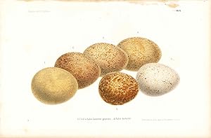 Immagine del venditore per Egg print - Includes 6 eggs (Plate XLIV ONLY) from Ornithologie Nordost-Afrika's venduto da The Kelmscott Bookshop, ABAA