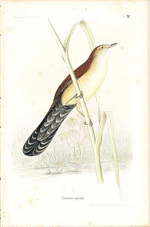 Imagen del vendedor de Bird print - Catriscus apicalis (Plate X ONLY) from Ornithologie Nordost-Afrika's a la venta por The Kelmscott Bookshop, ABAA