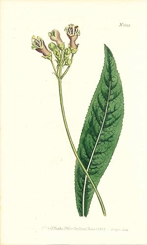 Immagine del venditore per Plate No. 1023 - Gesneria Tomentosa. Woolly Gesneria - from Curtis's Botanical Magazine, Volume XXVI (botanical print) venduto da The Kelmscott Bookshop, ABAA