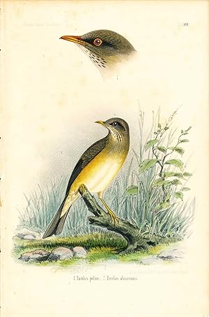 Seller image for Bird print - Turdus pelios and olivacinus (Plate XVI ONLY) from Ornithologie Nordost-Afrika's for sale by The Kelmscott Bookshop, ABAA