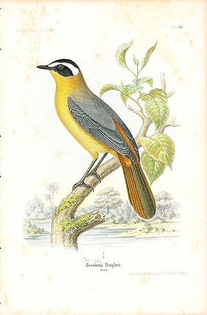 Seller image for Bird print - Bessorms Heuglinii (Plate XV ONLY) from Ornithologie Nordost-Afrika's for sale by The Kelmscott Bookshop, ABAA