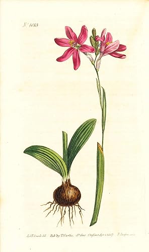 Plate No. 1013 - Ixia Capillaris Aulica. Rose-Coloured Ixia - from Curtis's Botanical Magazine, V...