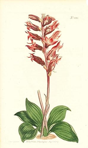 Plate No. 1036 - Neottia Orchioides. Frosted-Flowered Neottia - from Curtis's Botanical Magazine,...