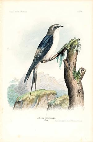 Bild des Verkufers fr Bird print - Atticora griseopyga (Plate VI ONLY) from Ornithologie Nordost-Afrika's zum Verkauf von The Kelmscott Bookshop, ABAA