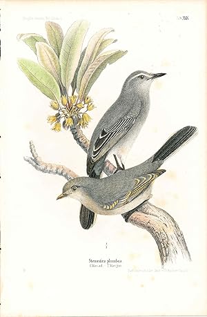 Bild des Verkufers fr Bird print - Stenostira plumbea (Plate XIX ONLY) from Ornithologie Nordost-Afrika's zum Verkauf von The Kelmscott Bookshop, ABAA