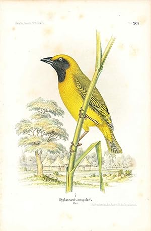 Bild des Verk�ufers f�r Bird print - Hyphantornis atrogularis (Plate XXIV ONLY) from Ornithologie Nordost-Afrika's zum Verkauf von The Kelmscott Bookshop, ABAA