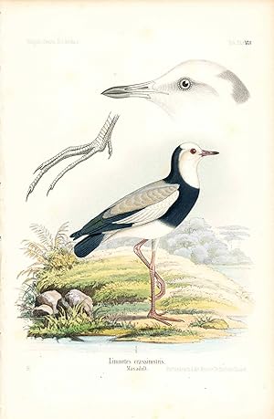 Bild des Verkufers fr Bird print - Limnetes crassirostris (Plate XXXVIII ONLY) from Ornithologie Nordost-Afrika's zum Verkauf von The Kelmscott Bookshop, ABAA