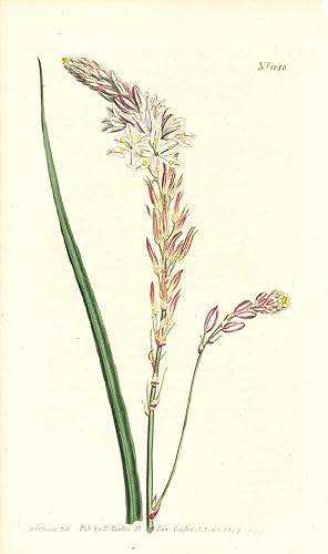 Immagine del venditore per Plate No. 1040 - Anthericum Vespertinum. Afternoon - Flowering Anthericum - from Curtis's Botanical Magazine, Volume XXVI (botanical print) venduto da The Kelmscott Bookshop, ABAA
