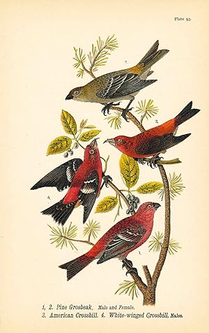 Bird print - Pine Grosbeak (M & F), American Crossbill, White-winged Crossbill (4 birds) - Plate ...