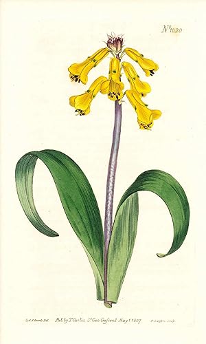 Seller image for Plate No. 1020 - Lachenalia Tricolor, Yellow-Flowered Lachenalia - from Curtis's Botanical Magazine, Volume XXVI (botanical print) for sale by The Kelmscott Bookshop, ABAA