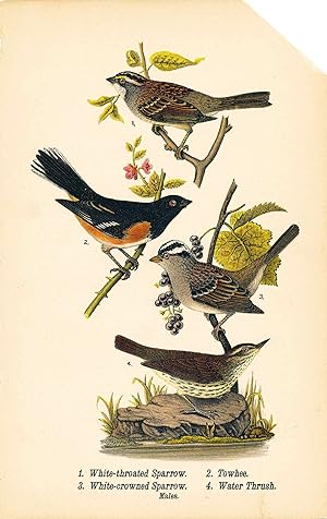 Bird print - White-throated Sparrow, Towhee, White-crowned Sparrow, and Water Thrush (4 birds) - ...