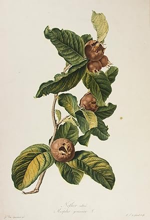 Neflier cultivé. Mespilus germanica. L. [From: Fleurs dessinées d'après nature, Recueil utile au...