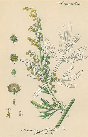 HEILPFLANZEN. - Wertmutkraut "Artemisia Absinthium. Wermuth". Auch Bitterer Beifuß oder Alsem gen...