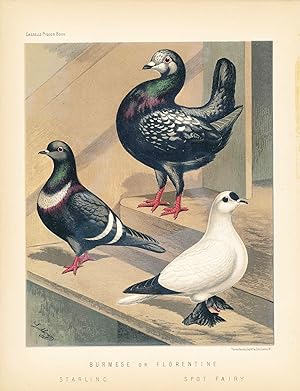 Cassell's Pigeon Book - "Burmese or Florentine / Starling and Spot Fairy" Pigeons