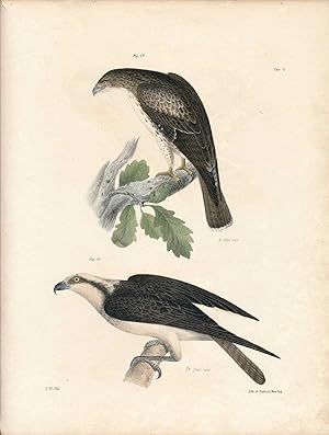 Seller image for Bird print - Plate 8 from Zoology of New York, or the New-York Fauna. Part II Birds for sale by The Kelmscott Bookshop, ABAA