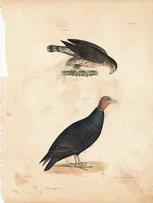 Image du vendeur pour Bird print - Plate 5 from Zoology of New York, or the New-York Fauna mis en vente par The Kelmscott Bookshop, ABAA