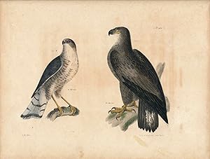 Bird print - Plate 1 from Zoology of New York, or the New-York Fauna. Part II Birds