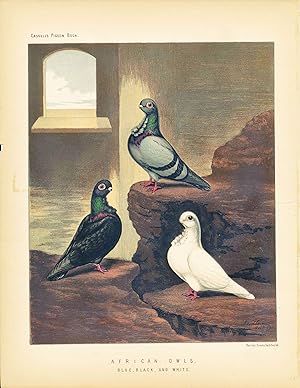 Cassell's Pigeon Book - "American Owls, Blue, Black, and White" Pigeons