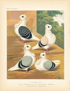 Cassell's Pigeon Book - "Turbits. Blue Chequer, & Silver (Shell Crown) Blue (Point Crests)" Pigeons