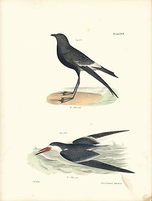 Seller image for Bird print - Plate 123 from Zoology of New York, or the New-York Fauna for sale by The Kelmscott Bookshop, ABAA