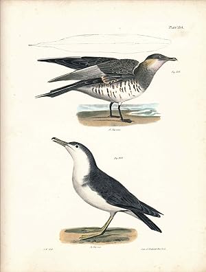 Bird print - Plate 134 from Zoology of New York, or the New-York Fauna. Part II Birds
