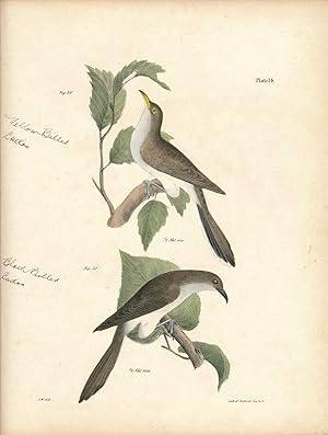 Imagen del vendedor de Bird print - Plate 14 from Zoology of New York, or the New-York Fauna. Part II Birds a la venta por The Kelmscott Bookshop, ABAA