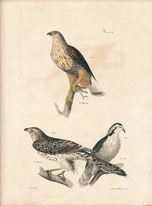 Seller image for Bird print - Plate 2 from Zoology of New York, or the New-York Fauna. Part II Birds for sale by The Kelmscott Bookshop, ABAA