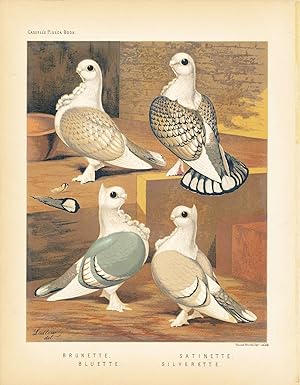 Cassell's Pigeon Book - "Brunette, Bluette, Satinette, Silverette" Pigeons