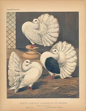 Cassell's Pigeon Book - "Scotch Fantails or Broad-tailed Shakers. White Laced, White, Black-Saddl...